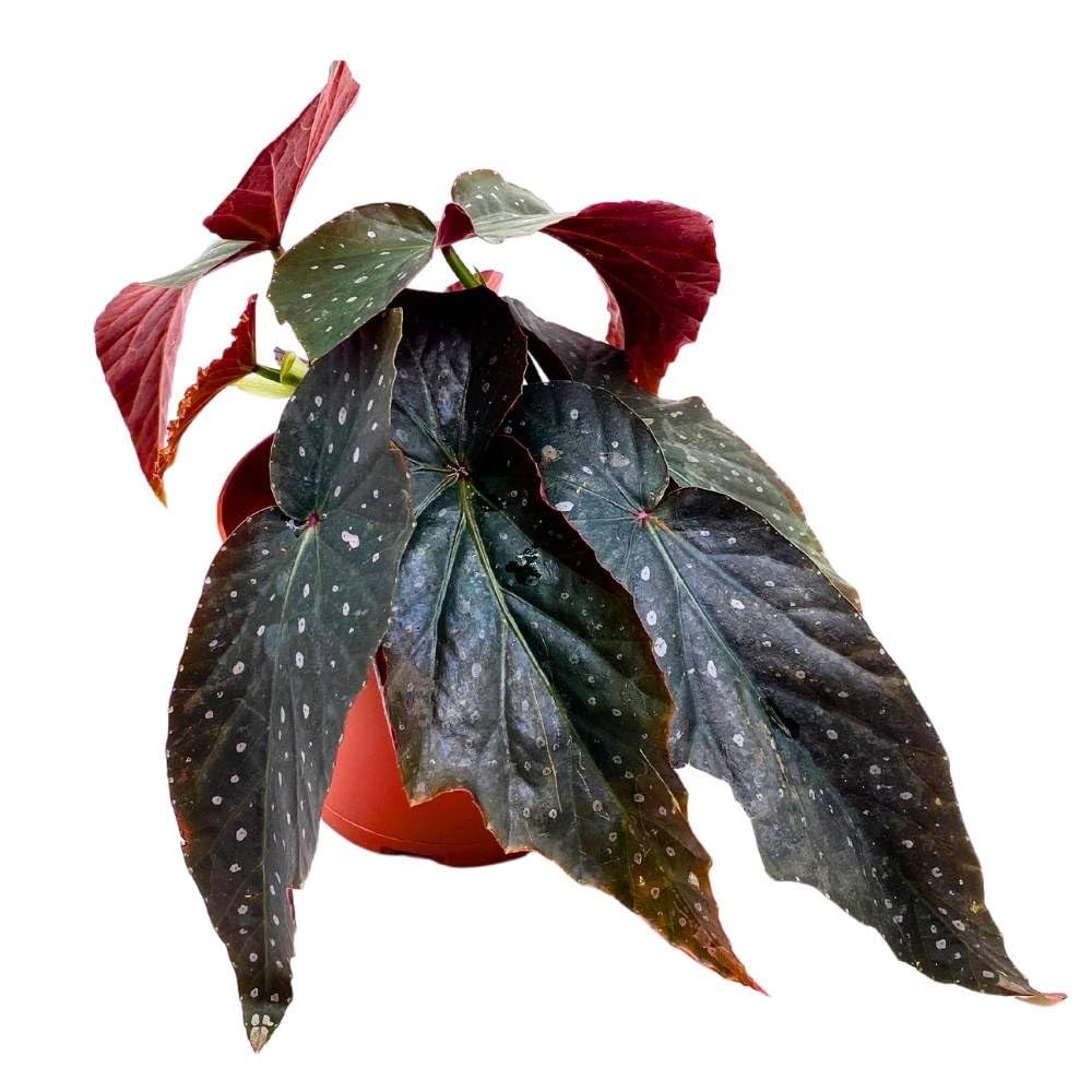 Harmony's Dark Horse Angel Wing, 6 inch Cane Begonia Black Long Leaf Silver Tip Pink Polkadots