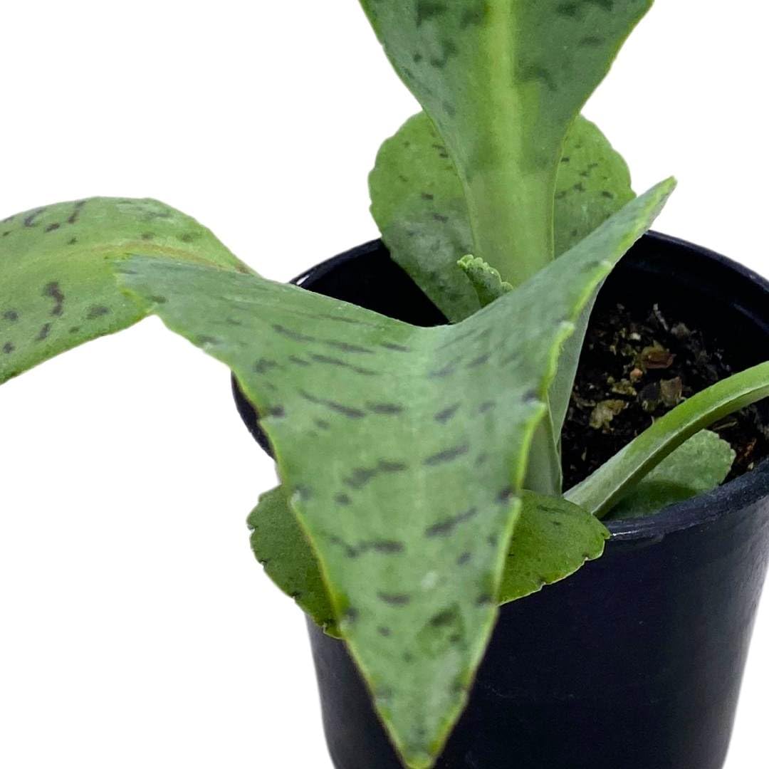 BubbleBlooms Kalanchoe Donkey Ears in a 4 inch Pot gastonis-bonnieri Mother of Millions