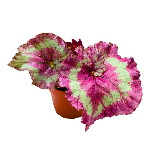 Harmony's Mellow Yellow 4 inch Begonia Rex Bright Pink Center and Band Large Leaf