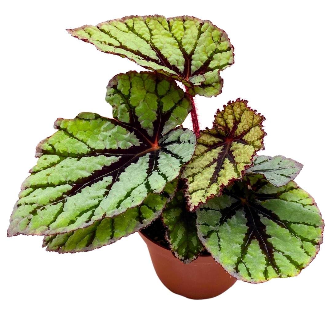 Begonia Rex Fedor in a 4 inch Pot Green Mint Velvet