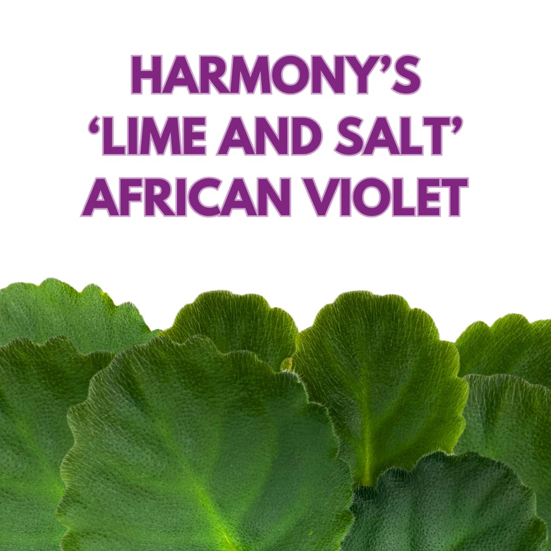 Harmony Foliage African Violet Lime and Salt 4 inch White Ruffle Flower