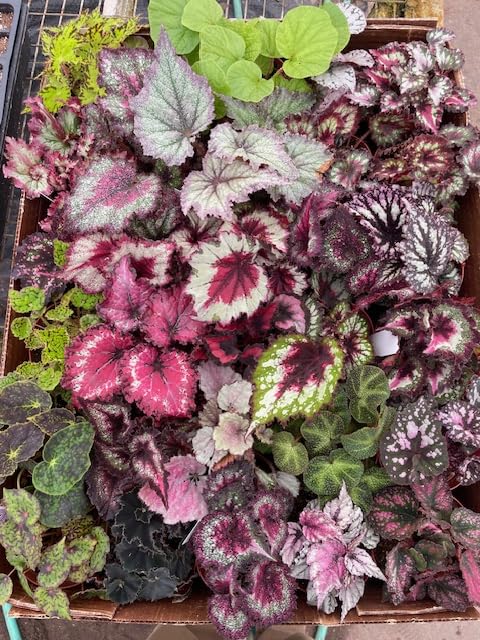 Harmony Foliage Begonia Rhizomatous Hybrids in 4 inch pots 30-Pack Bulk Wholesale Hybridized Unique Rhizo Plants