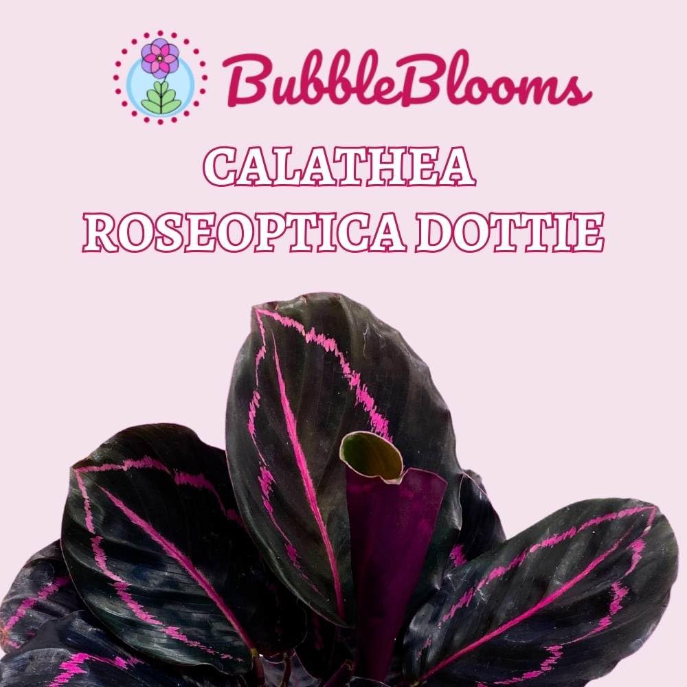 BubbleBlooms Calathea Dottie Black Rose Roseopicta in a 4 inch Pot