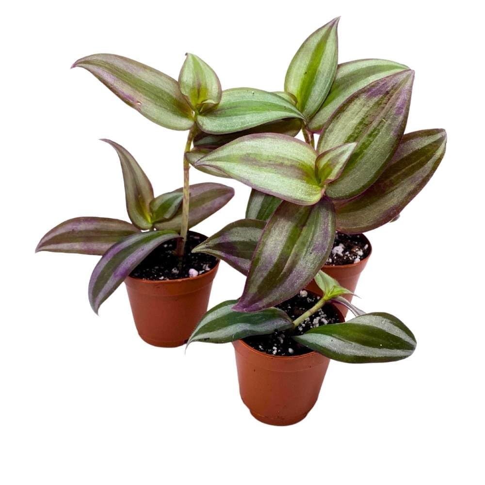 BubbleBlooms Tradescantia Silver Zebrina 2 inch Set of 3 Grey Wandering Dude pendula Spiderwort Tiny Mini Pixie Plants