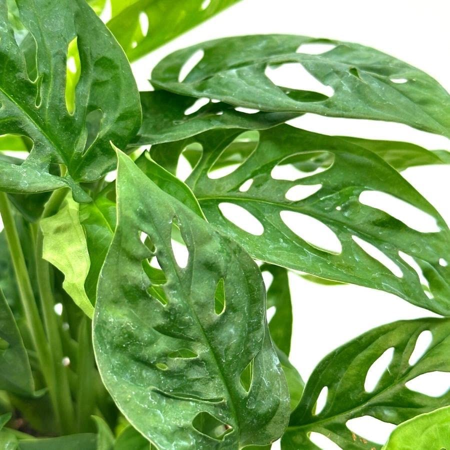 monstera adansonii big BubbleBlooms Swiss Cheese Plant in a 6 inch Pot Monstera Adansonii, Fi – Florida House Plants