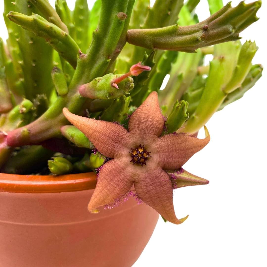 BubbleBlooms Schinzii Stapelia Huernia Starflower Starfish Plant in a 6 inch Pot