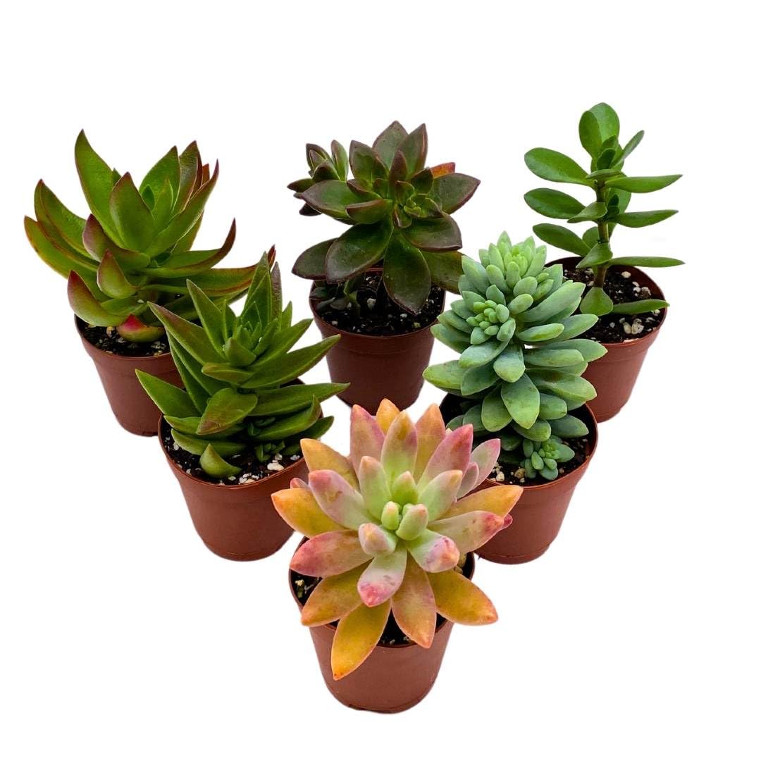 BubbleBlooms Succulent Assortment 2 inch Set of 6, echeveria, kalanchoe and More Variety