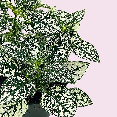 BubbleBlooms White Hypoestes Phyllostachya in a 4 inch Pot Polka Dot Flamingo Plant