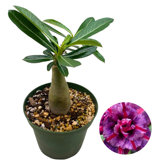 BubbleBlooms Desert Rose Secret of Victoria in a 4 inch Pot Extremely Rare Flower