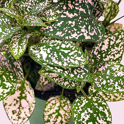 BubbleBlooms Pink Hypoestes Phyllostachya in a 4 inch Pot Polka Dot Flamingo Plant