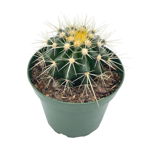 Golden Barrel Cactus, Echinocactus Grusonii, 4 inch