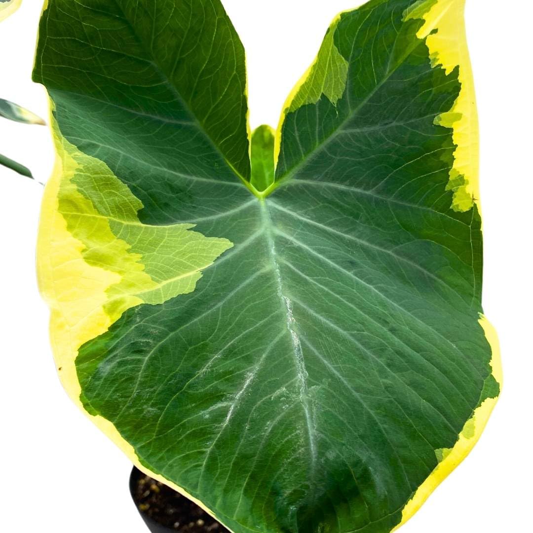 BubbleBlooms Alocasia Mickey Mouse Xanthomas in a 6 inch Pot