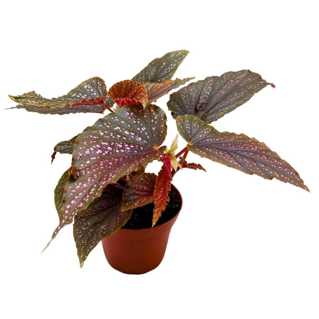 Begonia Benigo Pink Angel Wing Cane Begonia 4 inch Pink Polka Dot Maculata