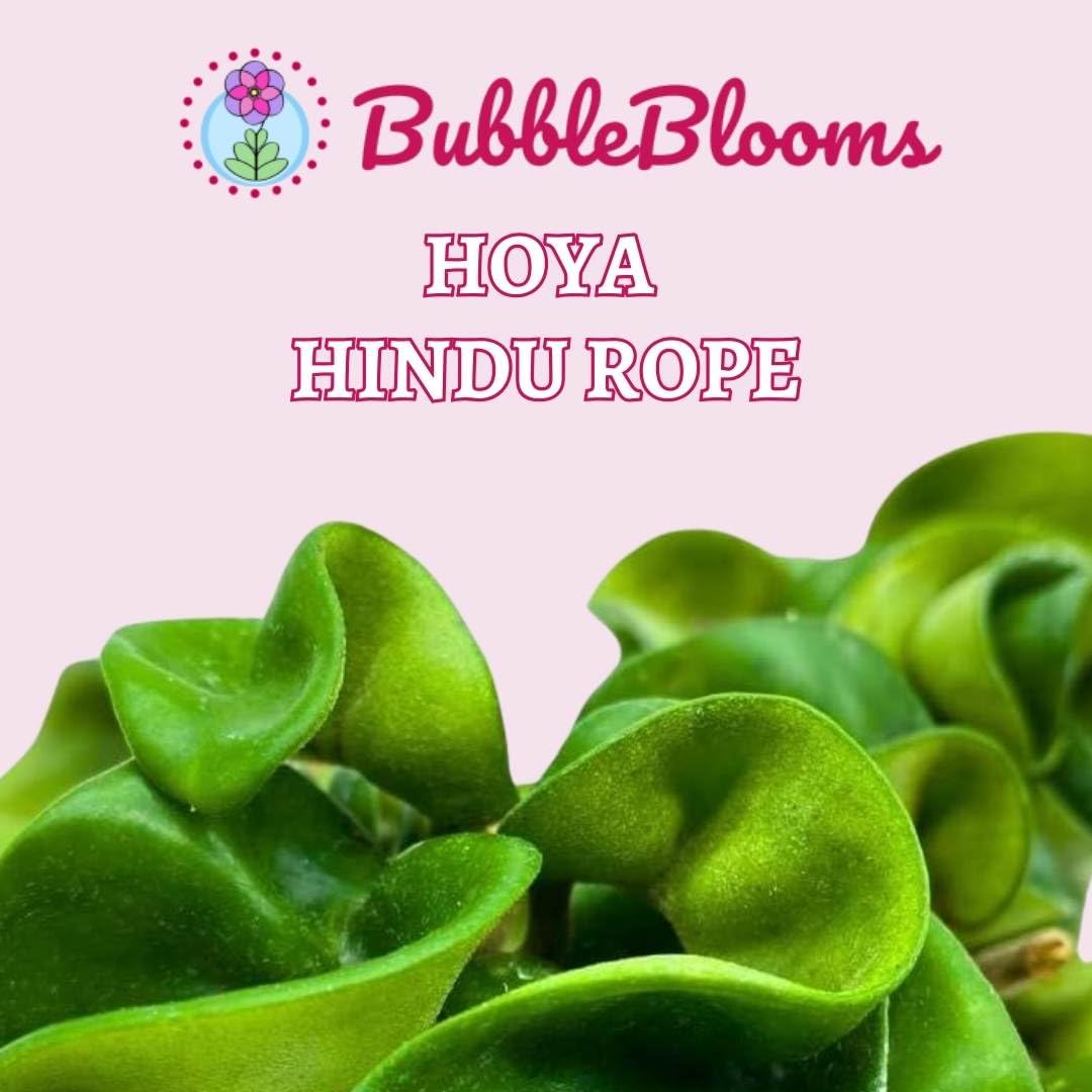 BubbleBlooms Hoya Hindu Rope, 4 inch Carnosa Compacta Krinkle Kurl Curly Wax Plant