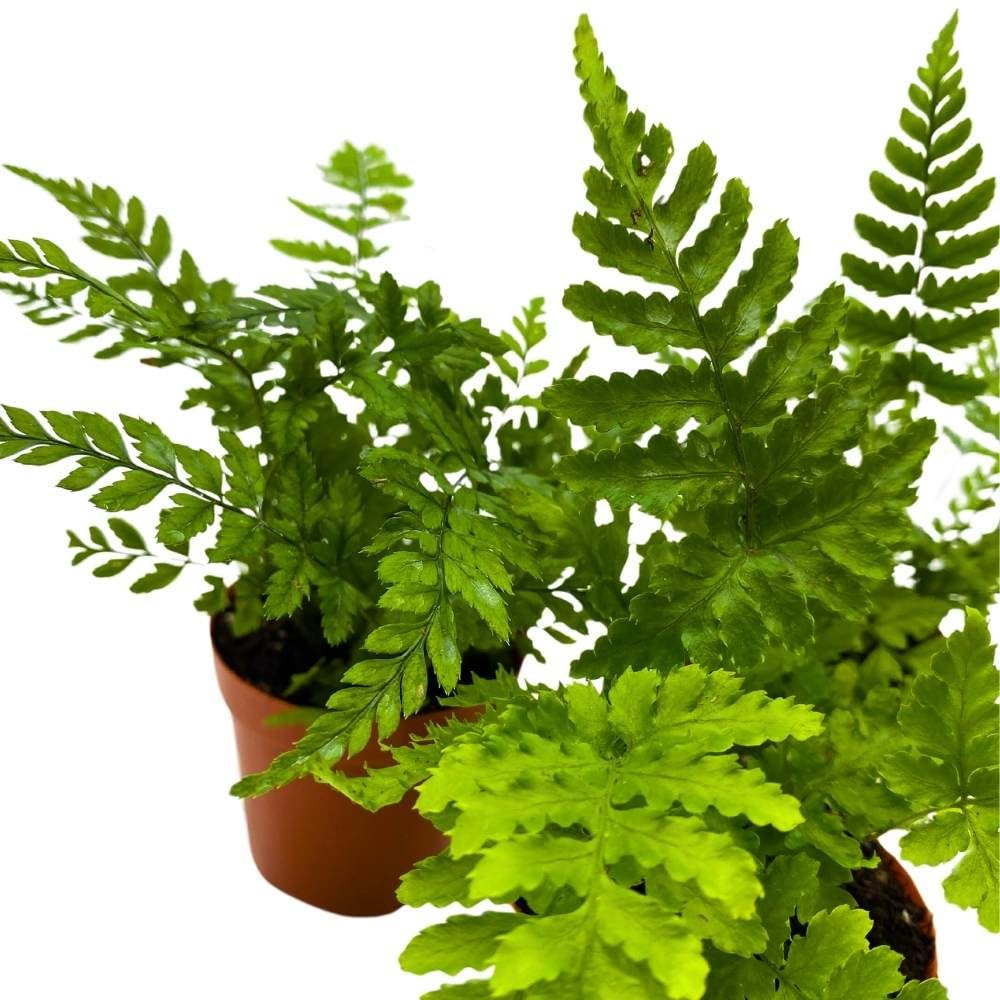 Autumn Fern 2 inch Set of 3 Dryopteris erythrosora Tiny Mini Pixie Plants