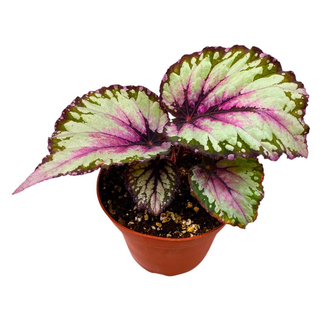 Harmony Foliage Dew Drop Begonia Rex 4 inch White Pink Green