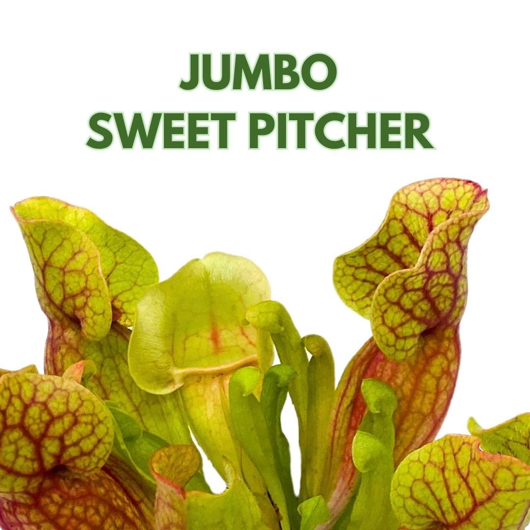 BubbleBlooms Carnivorous Plant Jumpo Red Parrot Pitcher Sarracenia 2 inch