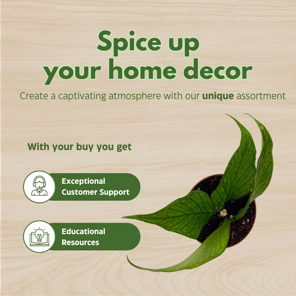 BubbleBlooms Hoya Polyneura in a 2 inch Pot Tiny Mini Pixie Plant