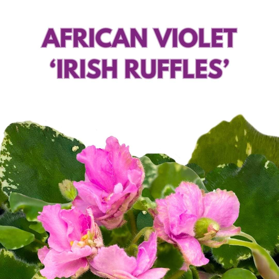 Harmony Foliage African Violet Variegated Irish Ruffles in a 4 inch Pot Pink Flower