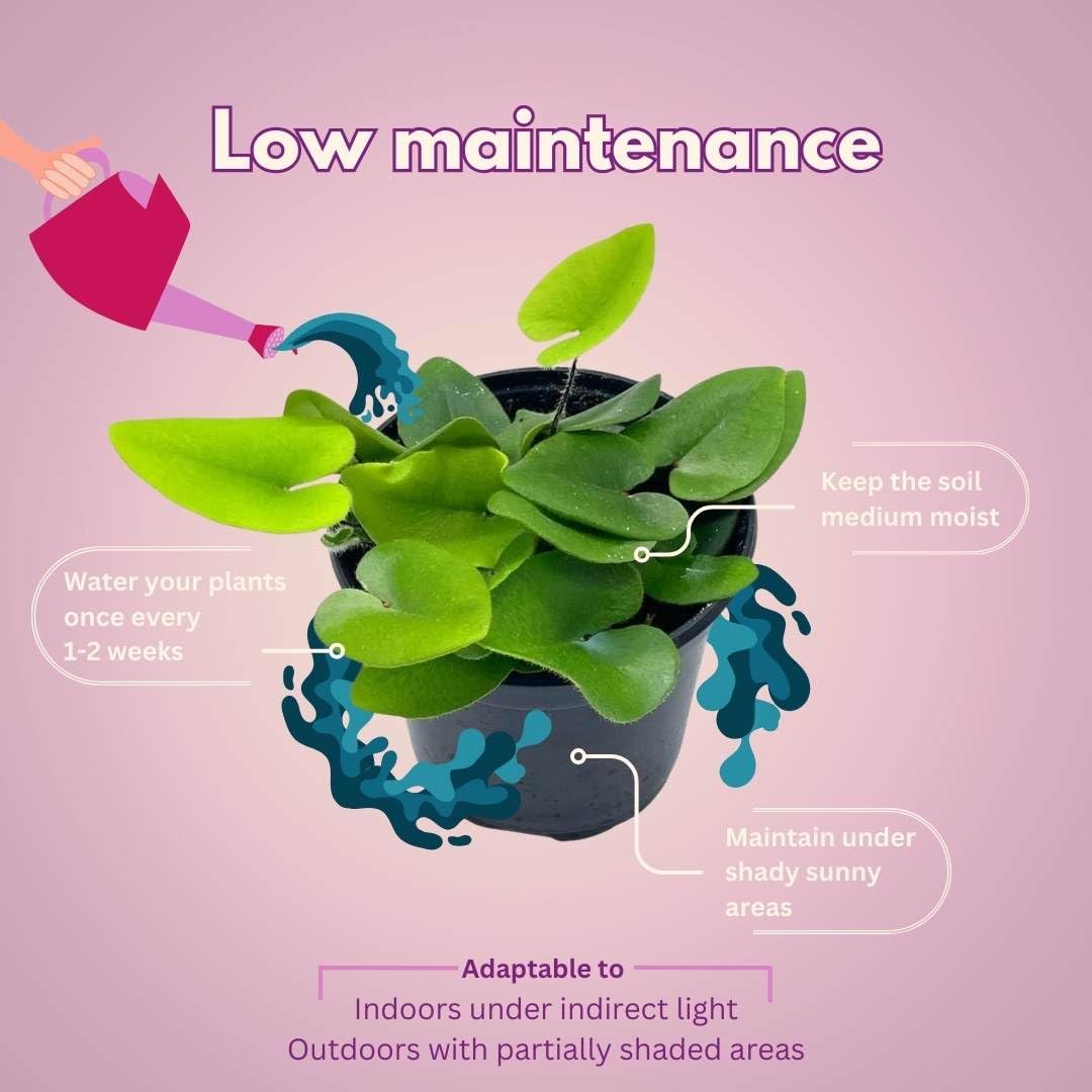 BubbleBlooms Heart Fern, Hemionitis Arifolia in a 4 inch Pot Heart Leaf, Tongue Fern
