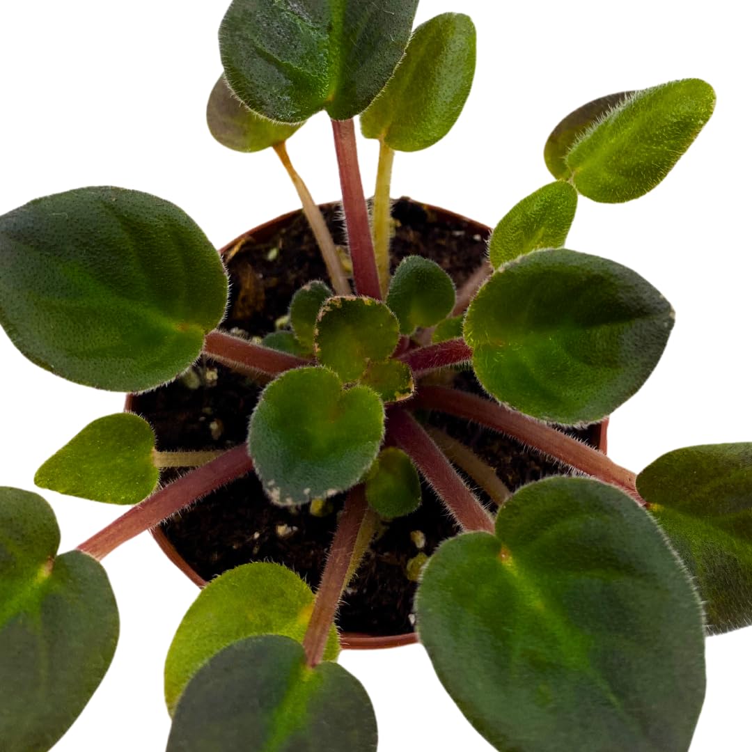 Harmony Foliage Mini African Violet Dean's Ruby 2 inch Purple Pink Flower