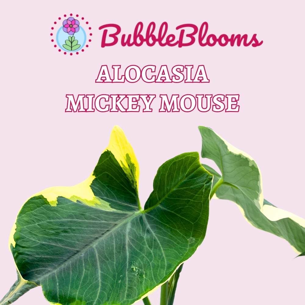 BubbleBlooms Alocasia Variegated Mickey Mouse Xanthosoma Variegata in a 4 inch Pot