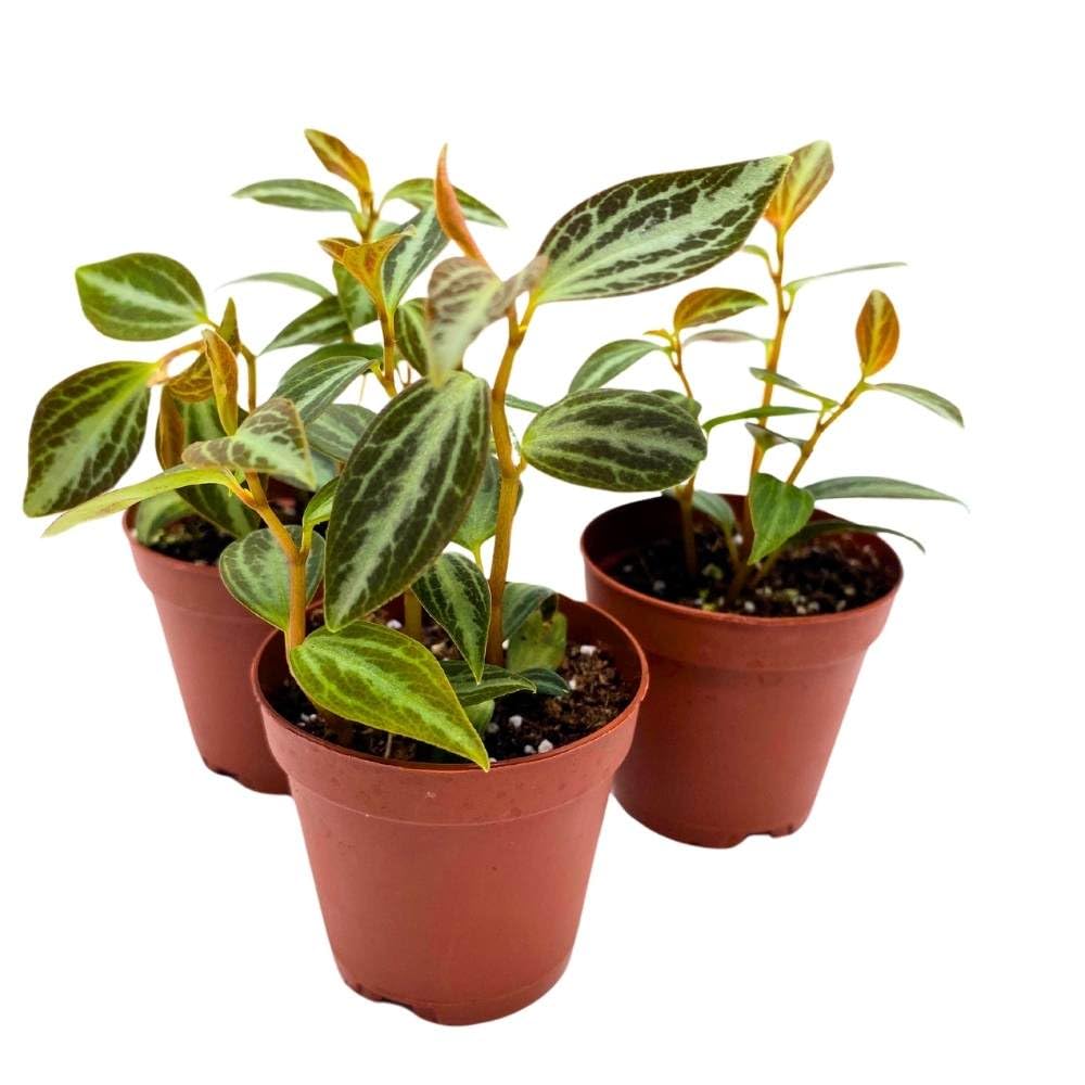 Peperomia Trinervis, 2 inch Set of 3, Variegated Bicolor Red Leaf Pep Silver Ecuador