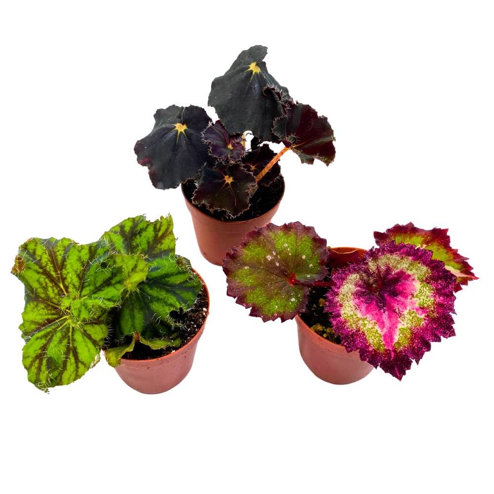 Begonia Rex Assortment, in 2 inch pots, Set of 3, Tiny Mini Pixie Plant Begonia Variety Pack