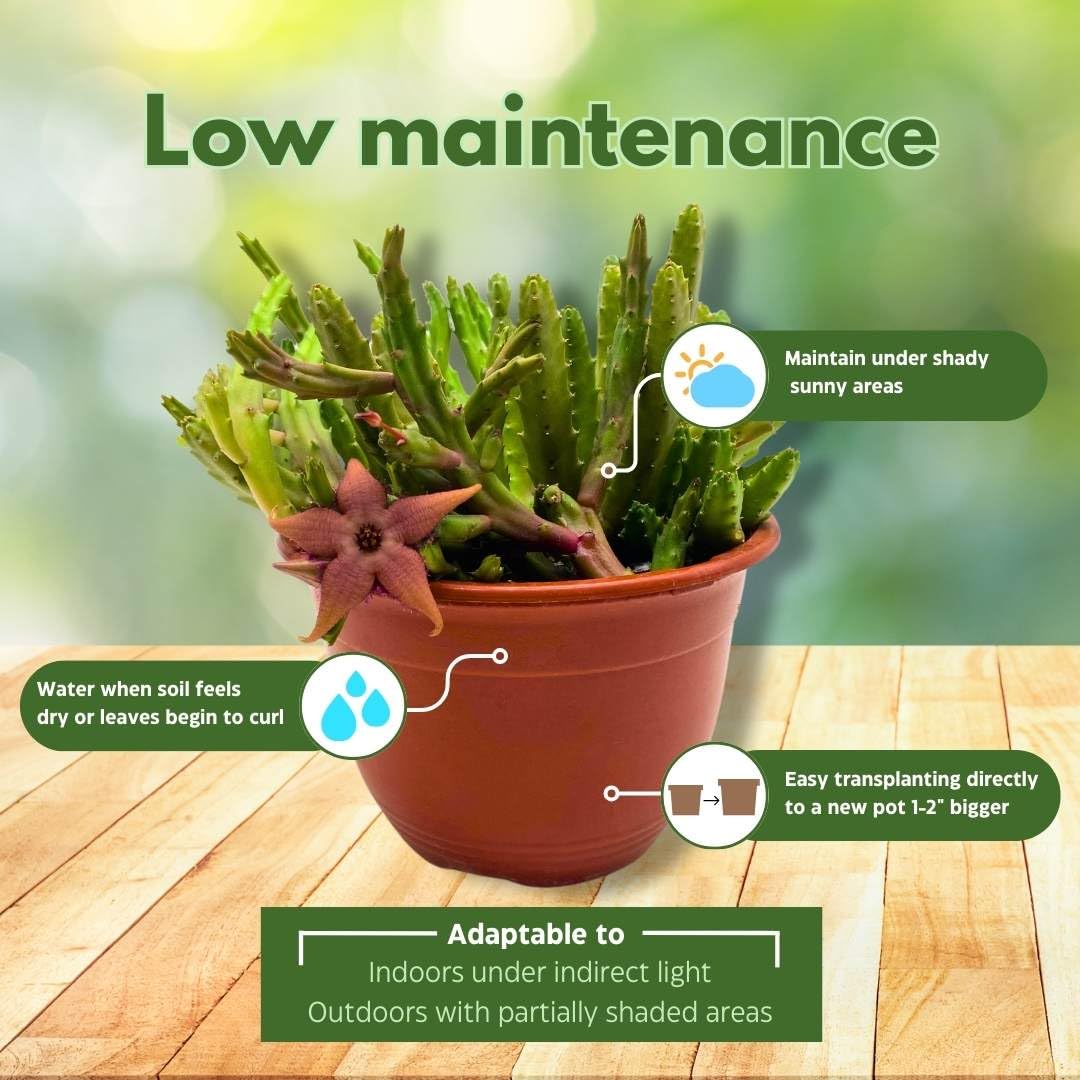 BubbleBlooms Schinzii Stapelia Huernia Starflower Starfish Plant in a 6 inch Pot