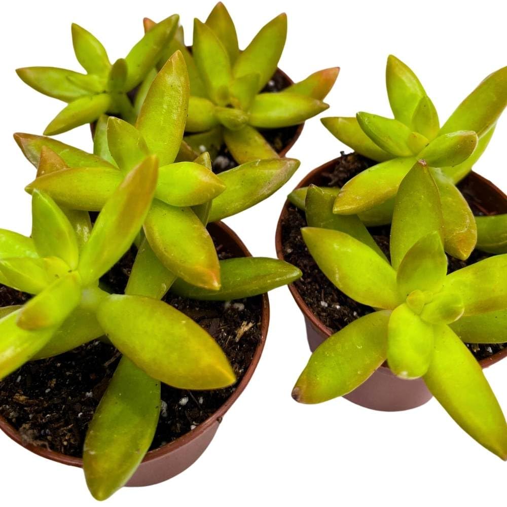 Sedum adolphii Firestorm, 2 inch Set of 3, Garden Succulents Tiny Mini Pixie