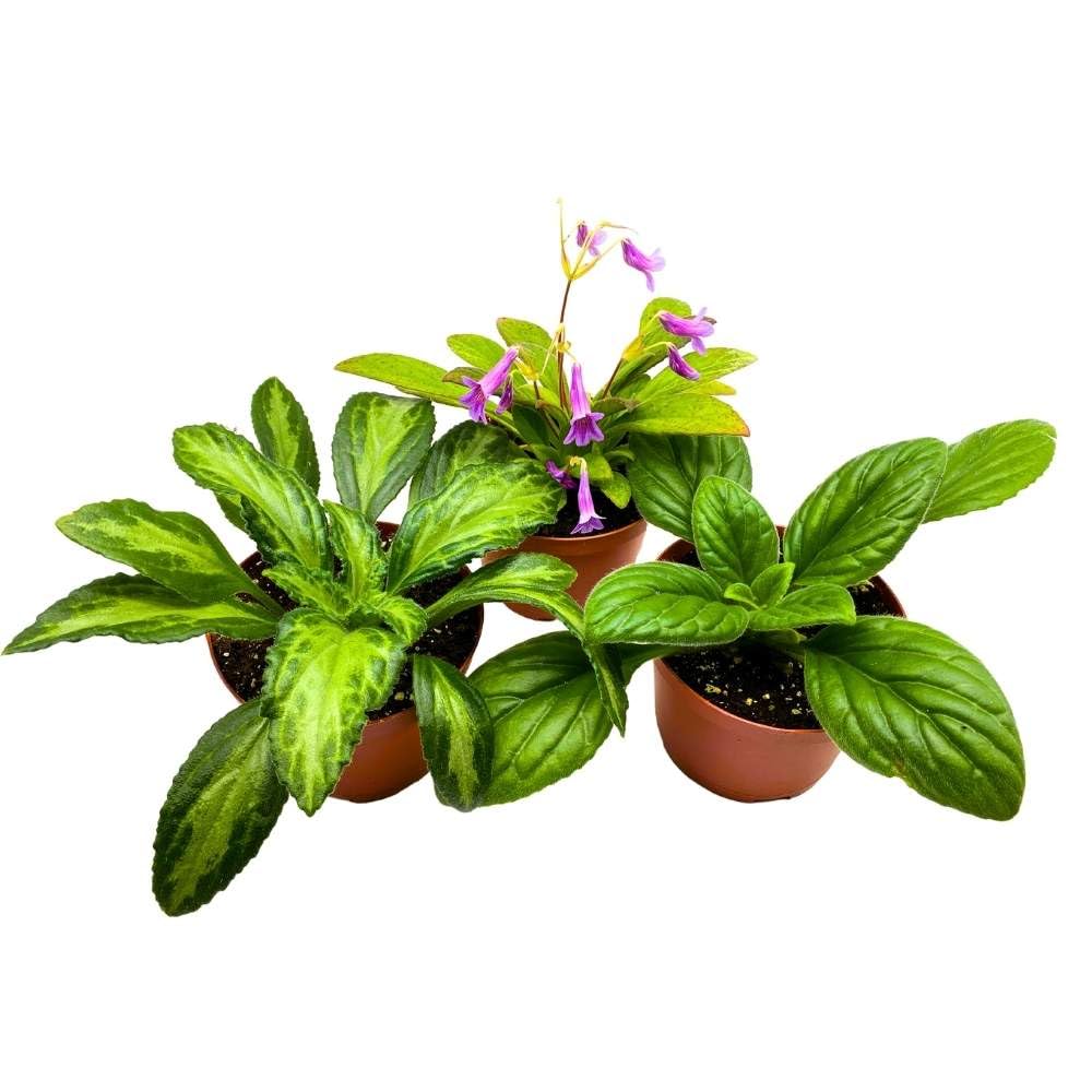 Primulina Assortment, 6 inch Set of 3, Gesneriad Flowering Indoor Chirita Plant