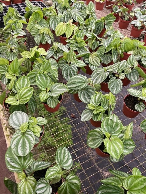 Harmony Foliage Peperomia Ecuador in 4 inch pots 15-Pack Bulk Wholesale Hybridized Unique Plants