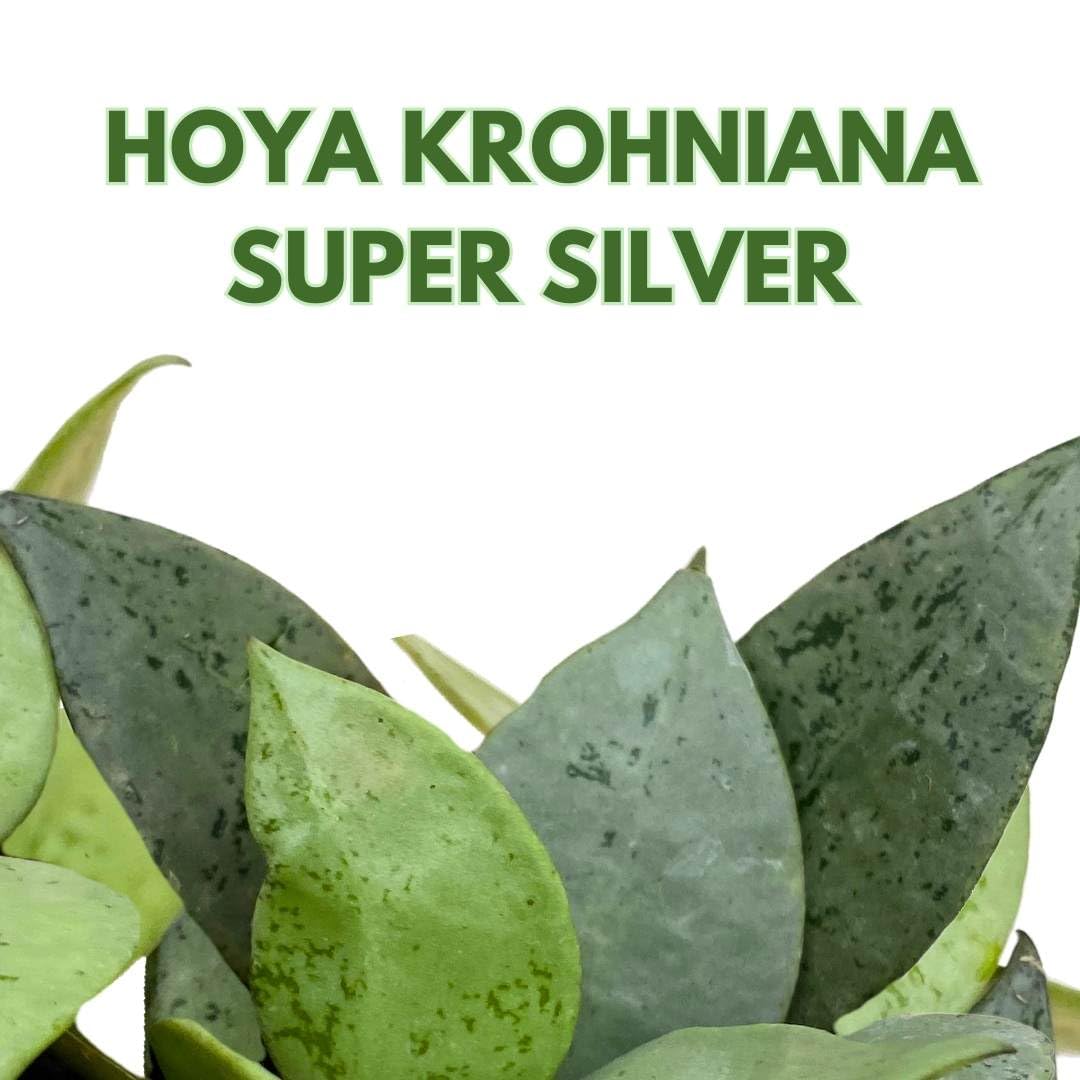 BubbleBlooms Hoya Krohniana Super Silver 2 inch