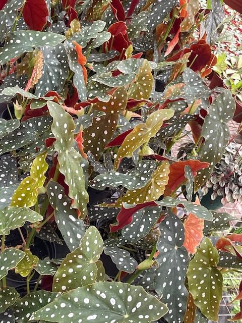 Harmony Foliage Begonia Maculata Polka dot Angel Wing in 6 inch pots 12-Pack Bulk Wholesale