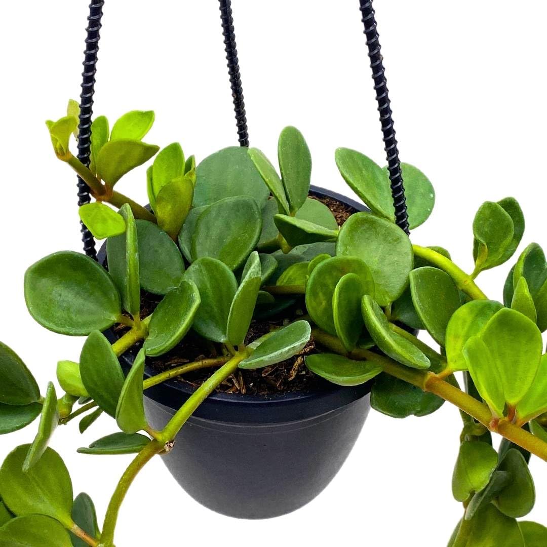 BubbleBlooms Peperomia Hope in a 4 inch Hanging Basket