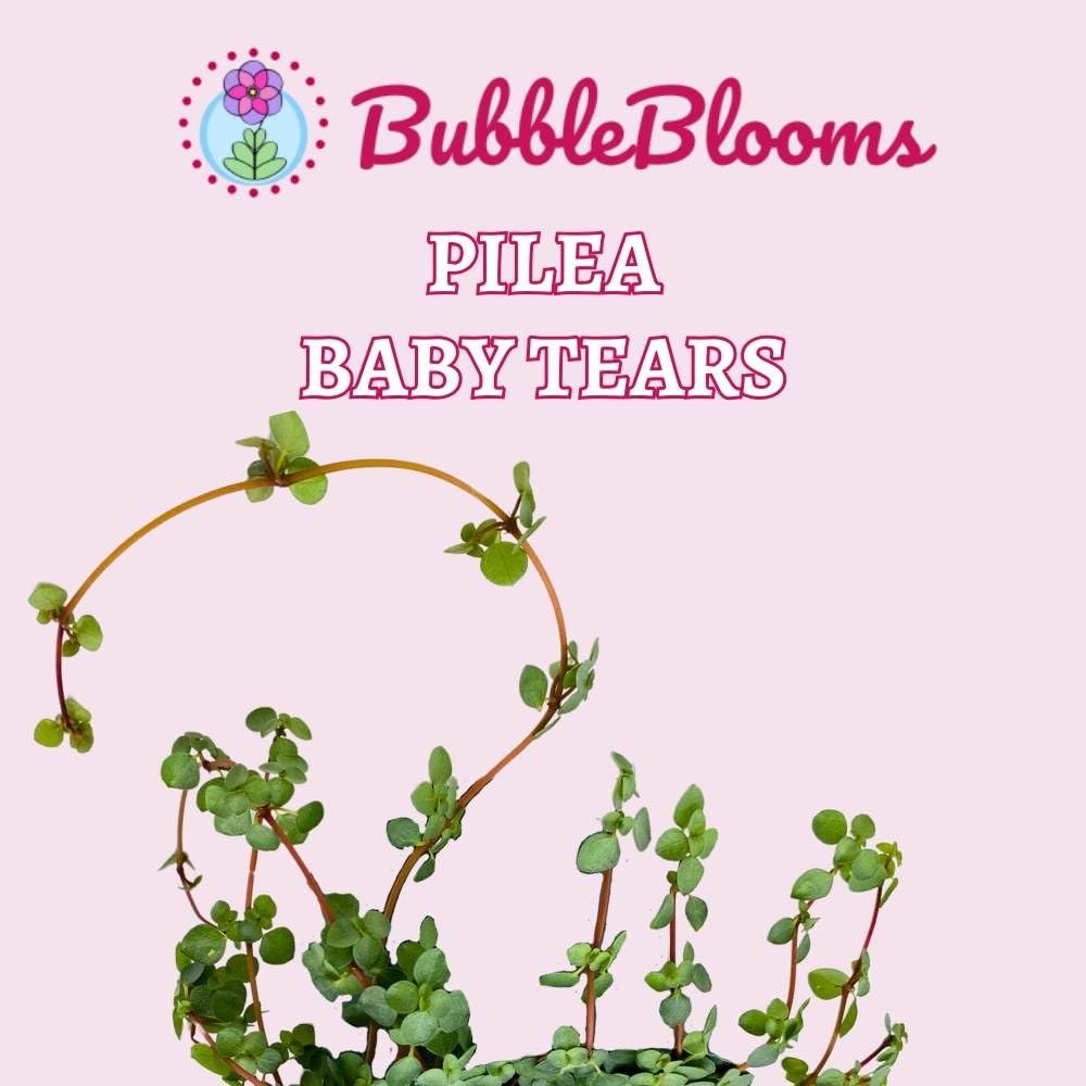 BubbleBlooms Pilea depressa Baby Tears in a 4 inch Pot