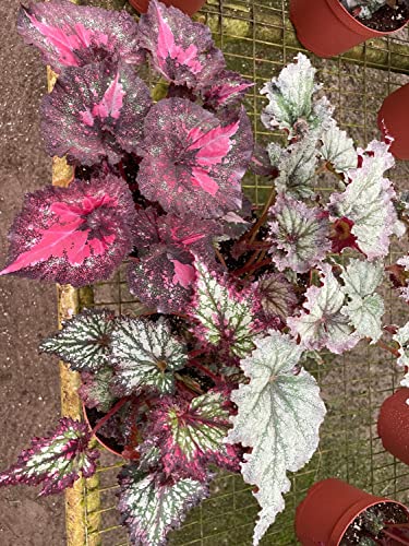 BubbleBlooms Harmony's Large Begonia Variety Assortment, 3 Different Begonia Rex in a 6 inch Pot, Begonia rex