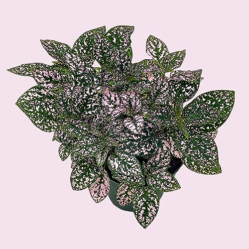 BubbleBlooms Pink Hypoestes Phyllostachya in a 4 inch Pot Polka Dot Flamingo Plant