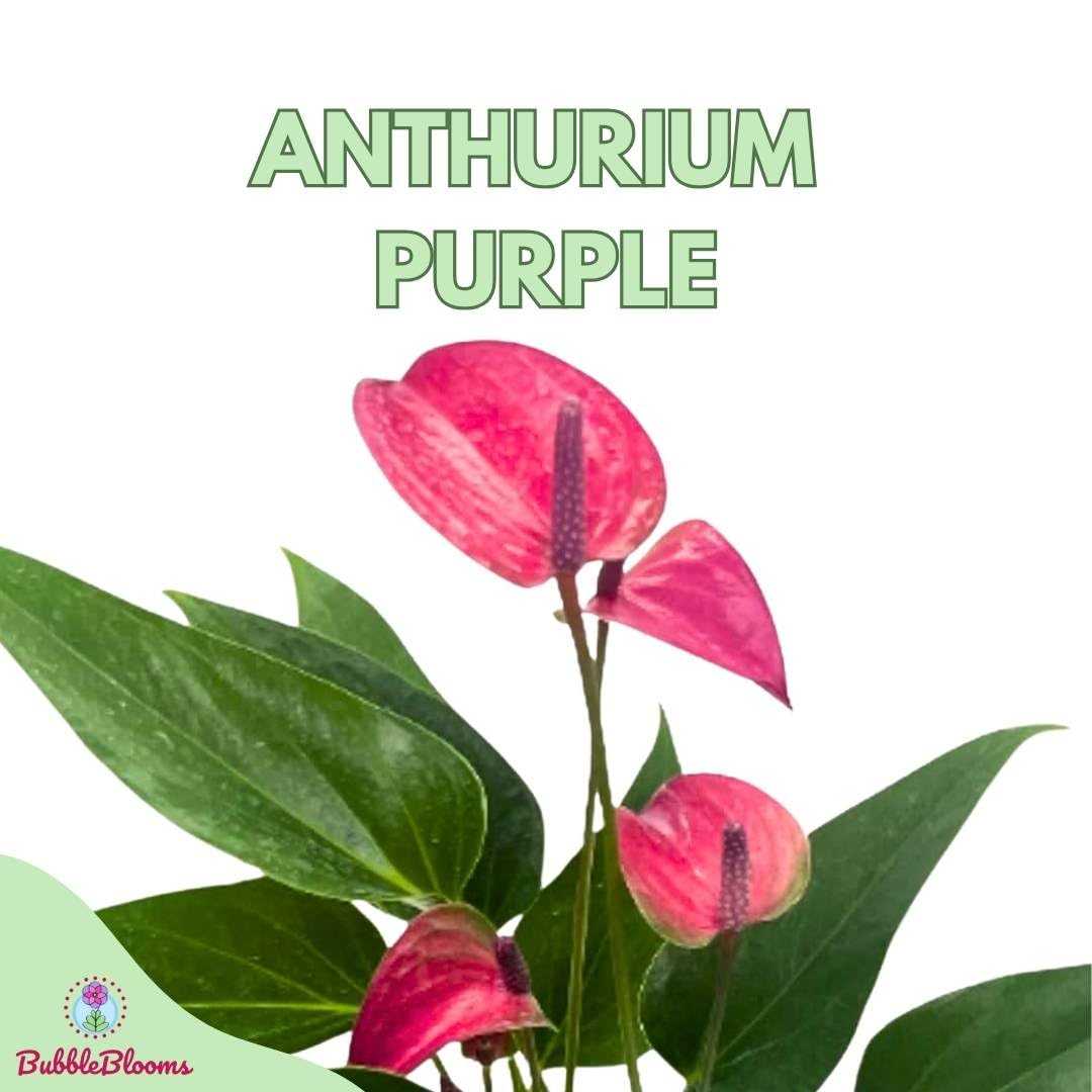 Anthurium Purple, 4 inch