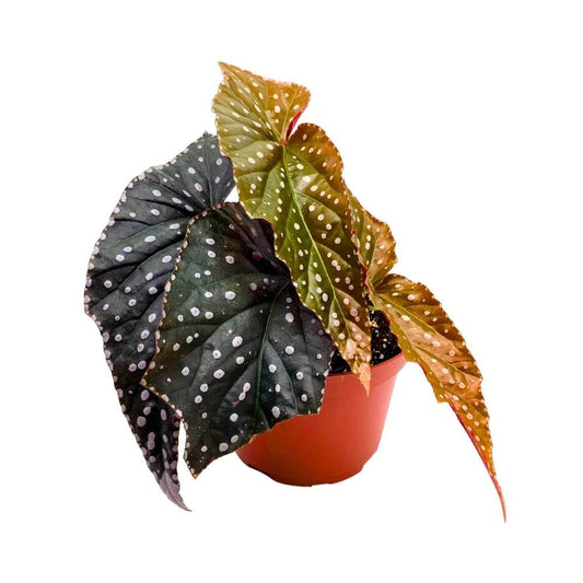 Harmony's Raptor Angel Wing, 6 inch Cane Begonia Dark Leaf Silver Tip White Polkadot