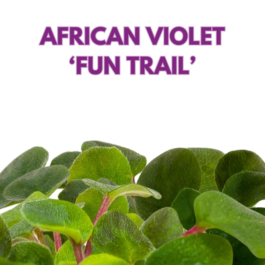 Harmony Foliage Mini African Violet Fun Trail 2 inch Purple Flower