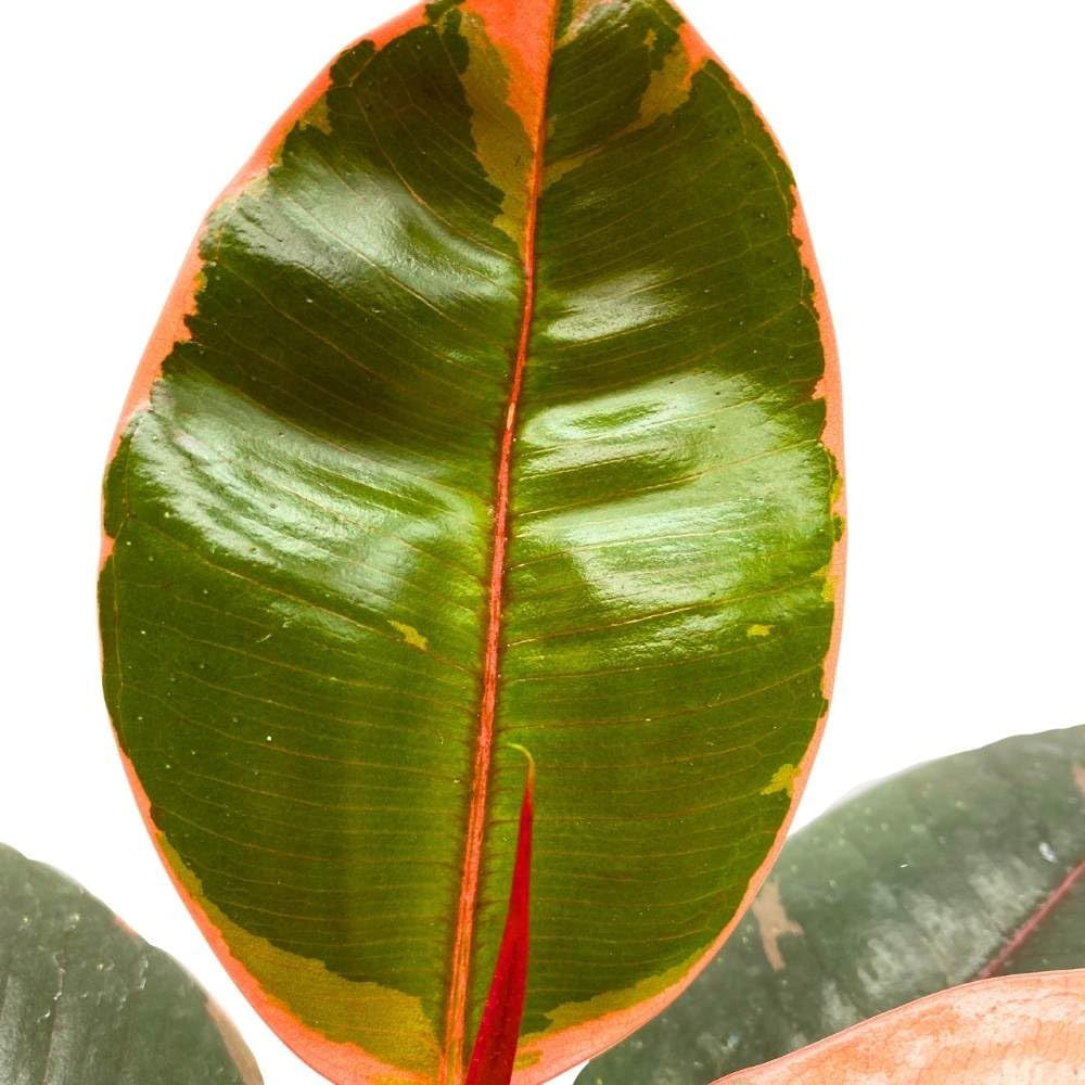 Ficus elastica Ruby Tricolor 6 inch India Rubber Tree Decora Fig Plant