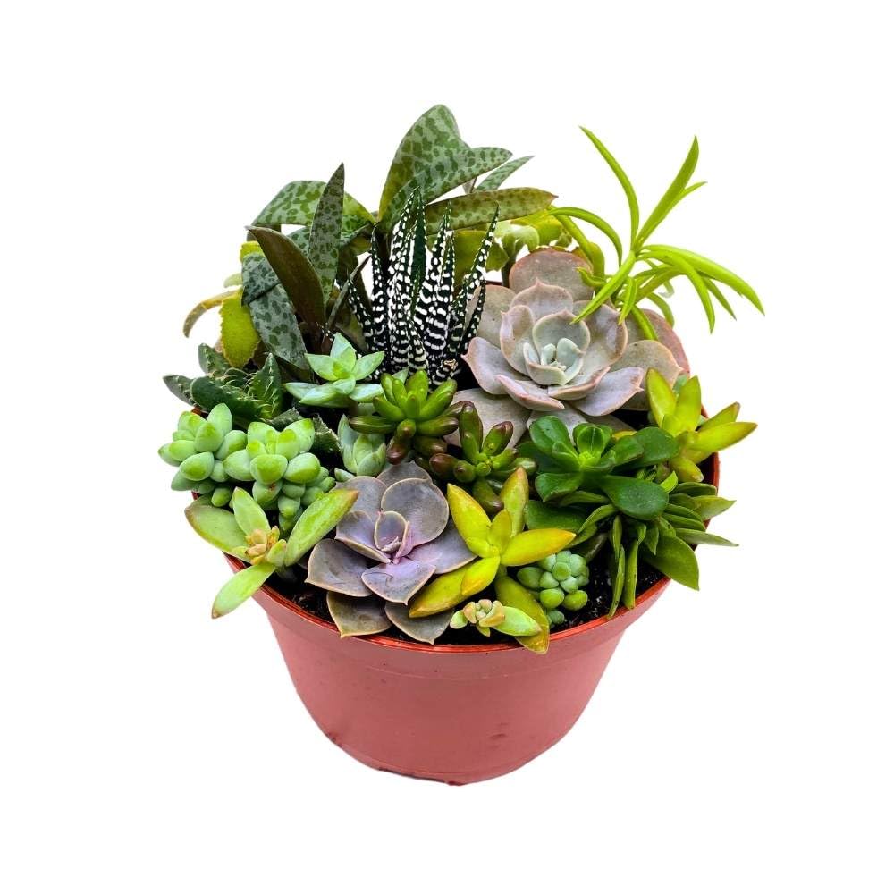 Succulent Arrangement in a 6 inch Pot Unique Hand Crafted Plant Designs