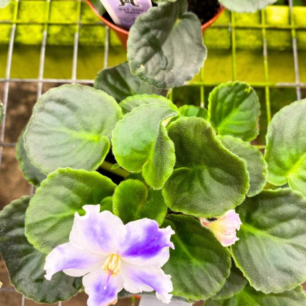 VaT Winter Landscape African Violet, 4 inch, Gesneriad Purple White Variegated Flower