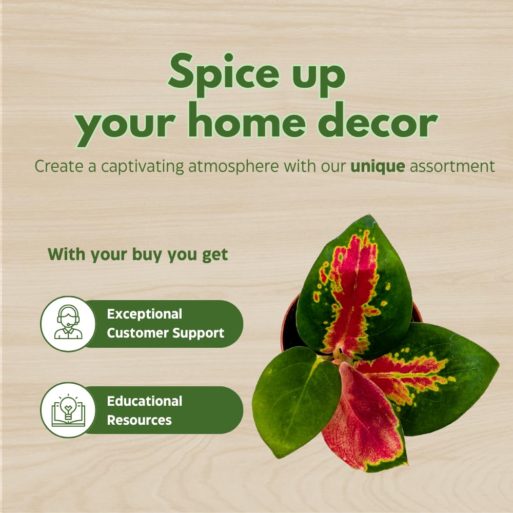 BubbleBlooms Aglaonema Assortment 2 inch Set of 4