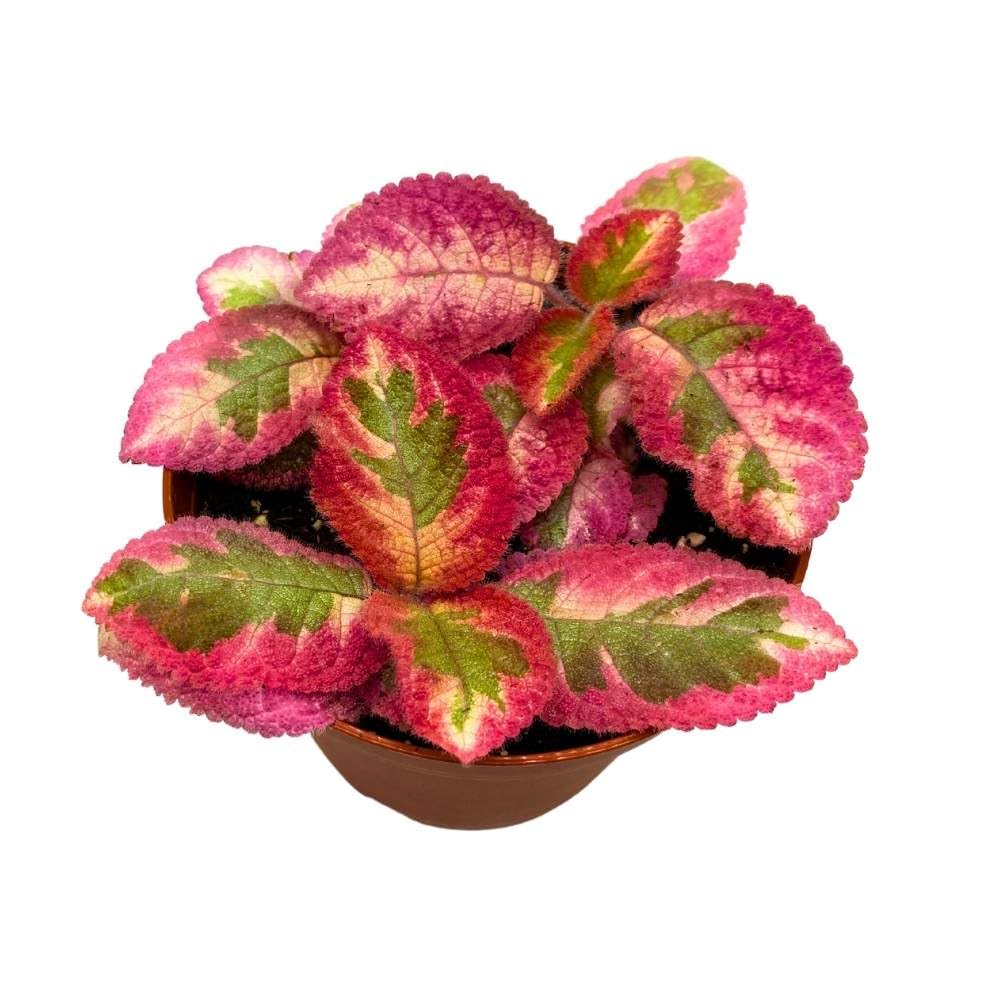 Episcia Pink Dreams Rare Variegated Flame Violet Flowering Gesneriad