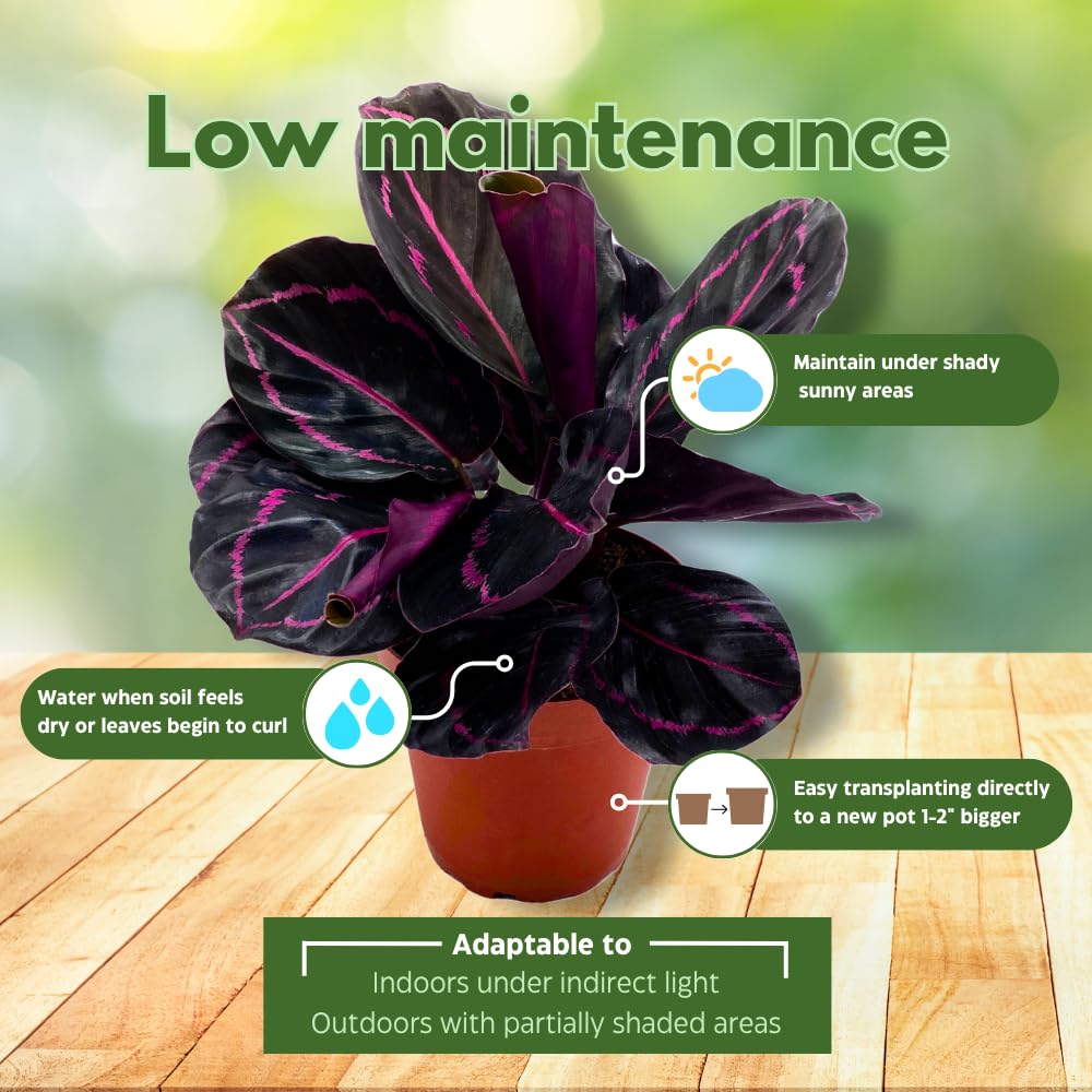 BubbleBlooms Calathea Assortment in 4 inch Pots Set of 3 Prayer Plants