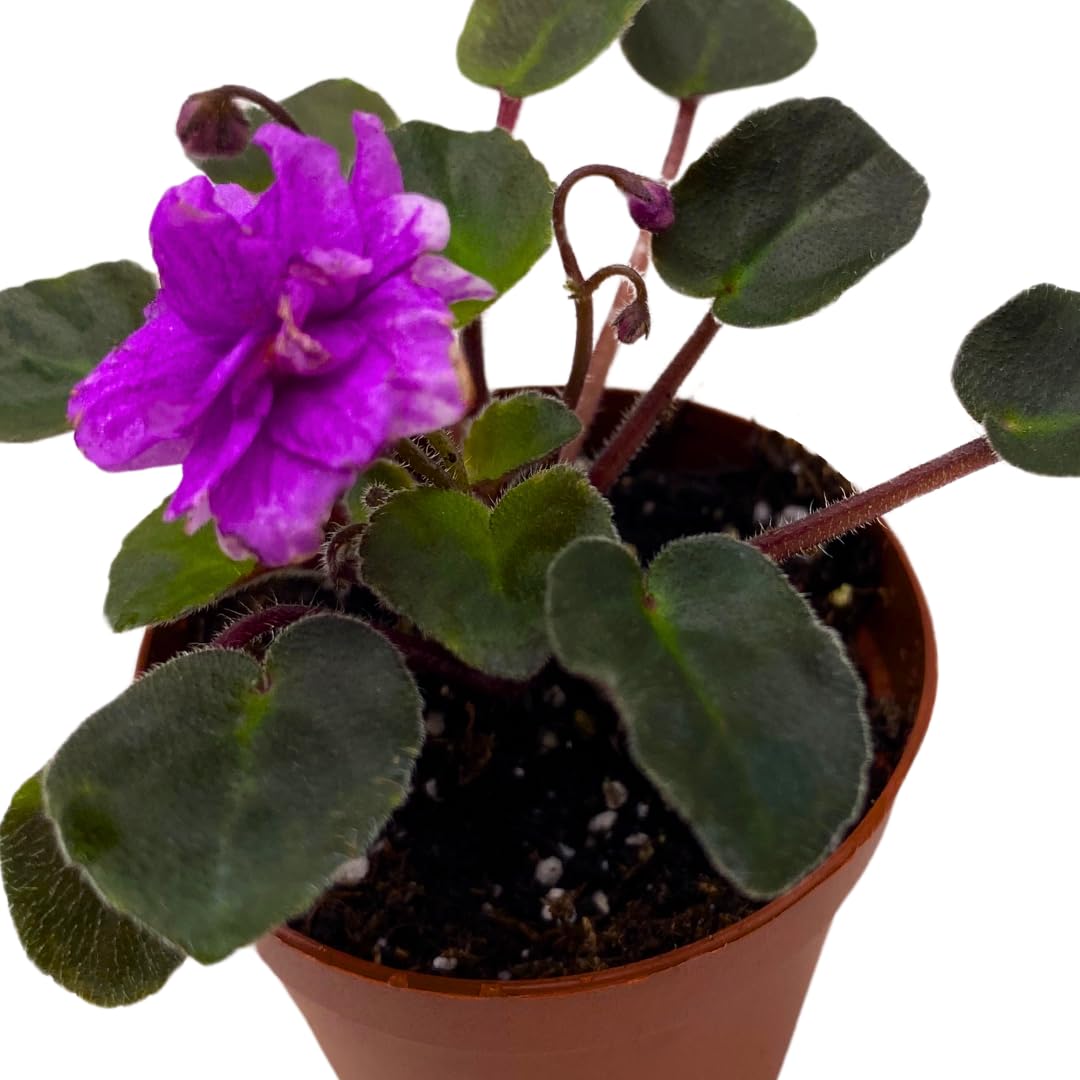 Harmony Foliage Mini African Violet Jersey Rose Trail 2 inch Purple Flower