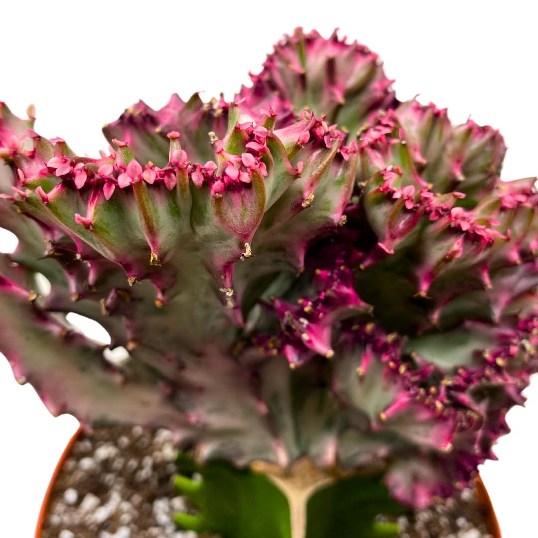 BubbleBlooms Variegated Pink Mermaid Tail Cactus 4 inch