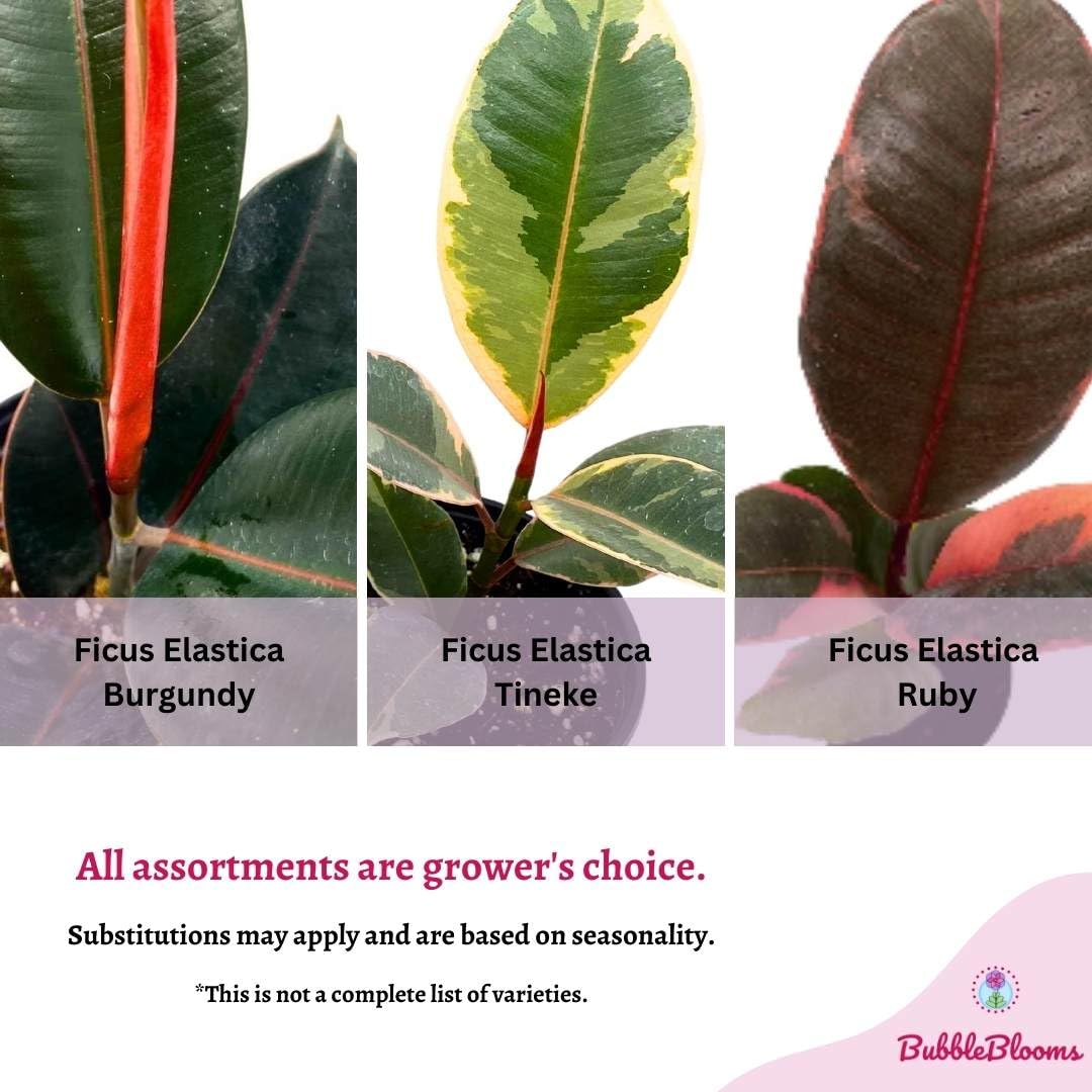 ficus rubber tree varieties BubbleBlooms Ficus elastica Assortment in a 4 inch Pot Variegated Rubberplant Variety, Dark and White Rubber Plant